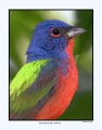 2744-1 painted bunting